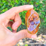 Dominican Amber