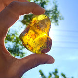 Dominican Amber